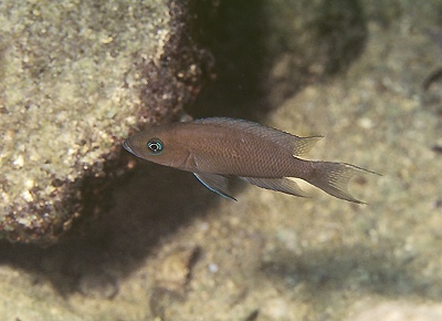 Neolamprologus sp. 'cygnus' Nkondwe Island